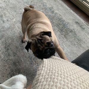 Meet your Posher, Aidana